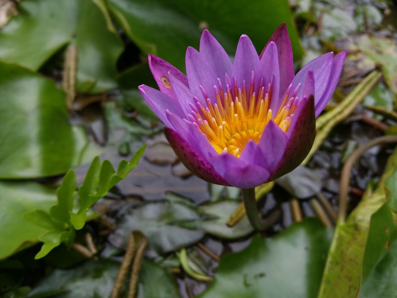 Close-up of a blooming purple water lily in a tranquil pond in Sri Lanka.