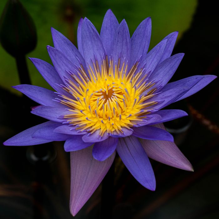 Close-up of a vibrant purple water lily with striking yellow stamens.