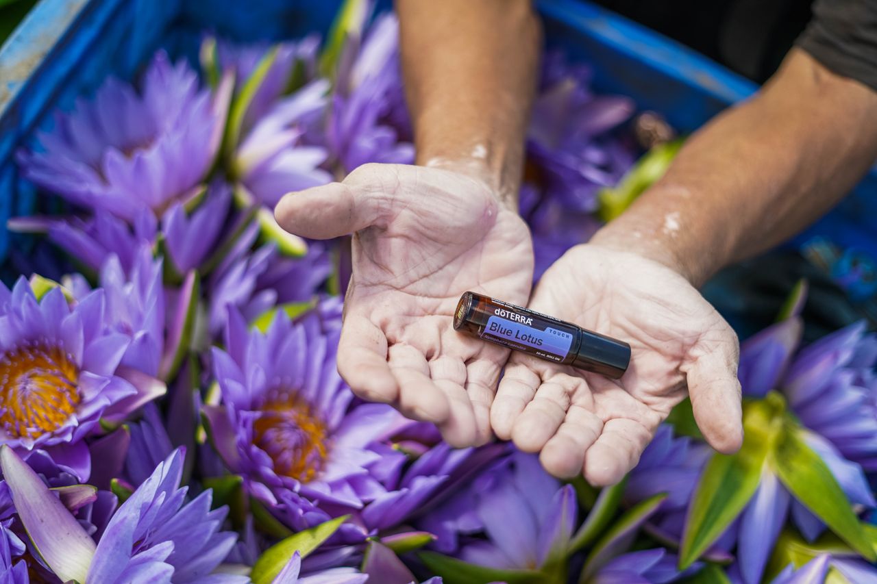 Essential oil bottle held above vibrant blue lotus flowers, symbolizing natural wellness and aromatherapy.