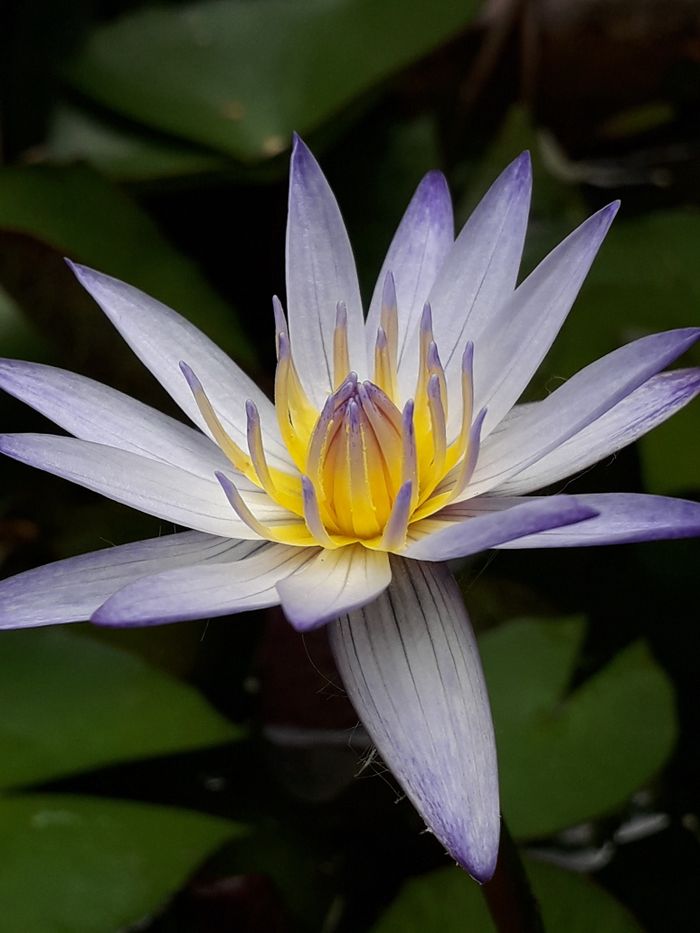Capture of a vibrant pygmy waterlily (Nymphaea tetragona) showcasing delicate petals.