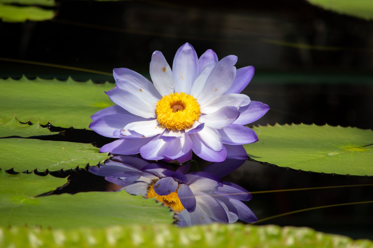 Stunning purple water lily with yellow center blooming in London.