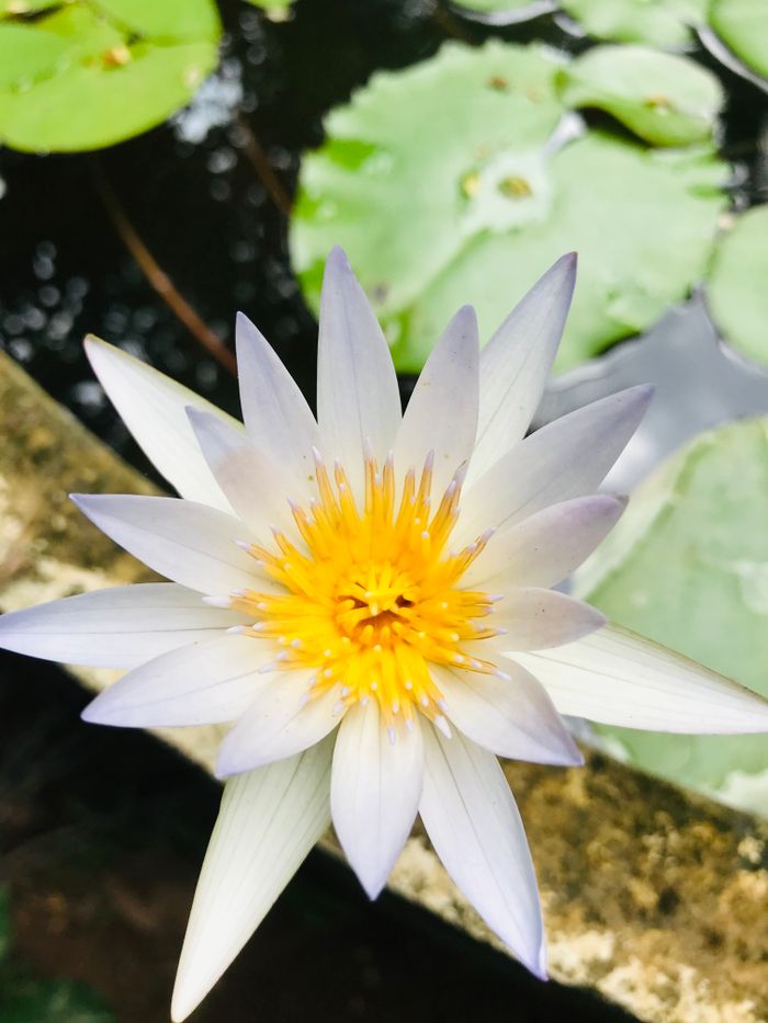 A delicate white water lily blooming in a serene pond surrounded by lily pads, showcasing nature's beauty.