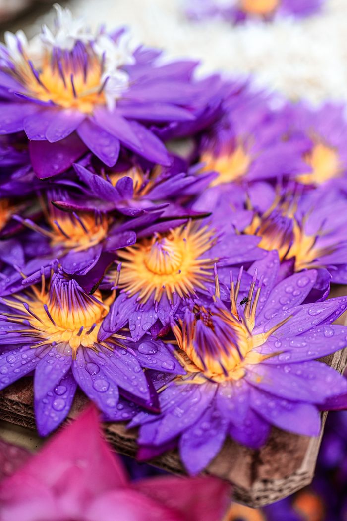 Close-up of vibrant purple water lilies adorned with dewdrops, showcasing their intricate beauty.