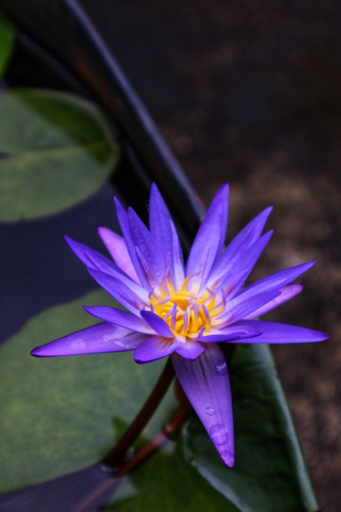 Close-up of a vibrant purple water lily blossoming on a pond in India.