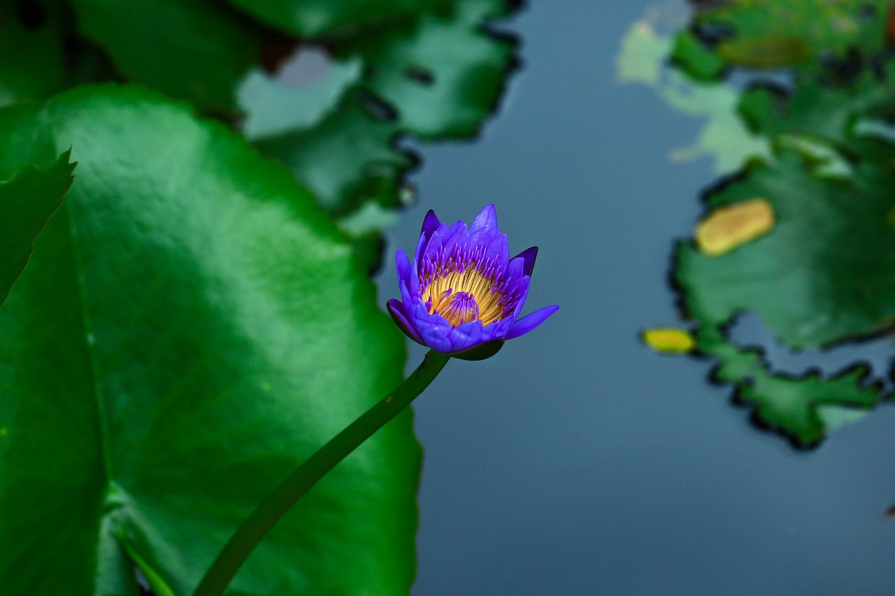 A vibrant purple water lily blooms in a tranquil pond surrounded by lush green leaves.