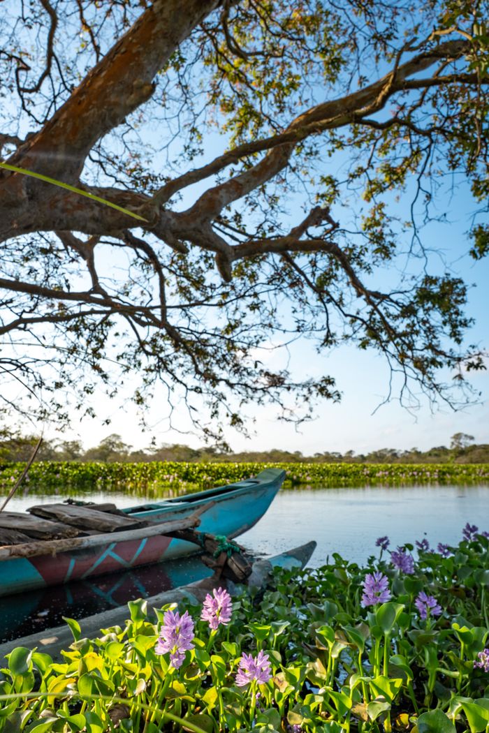 Serene view of a boat on a tranquil lake with purple flowers and a spreading tree in Vavuniya, Sri Lanka.